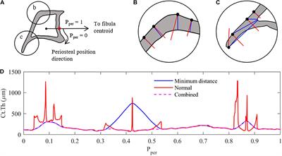 Cortical Thickness Adaptive Response to Mechanical Loading Depends on Periosteal Position and Varies Linearly With Loading Magnitude